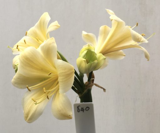SH840 Cream Clivia miniata with recurve sepals and chloroplasts