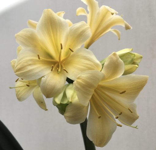 SH840 Cream Clivia miniata with recurve sepals and chloroplasts - Image 2