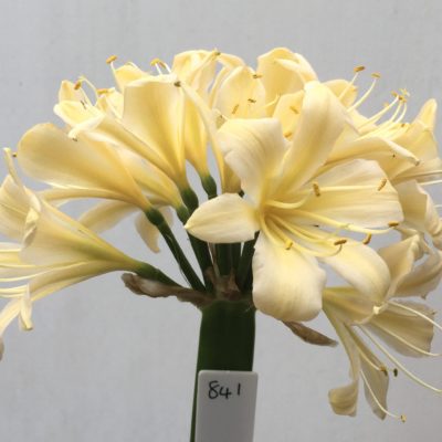 SH841 Cream Clivia miniata with slight peach tones, yellow throat and recurve sepals