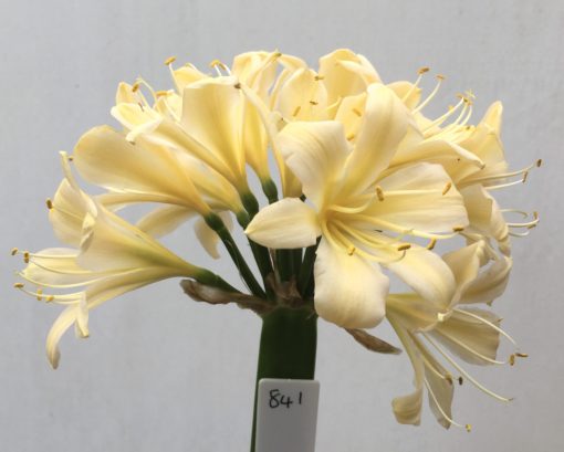 SH841 Cream Clivia miniata with slight peach tones, yellow throat and recurve sepals