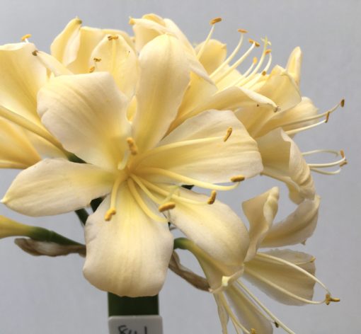 SH841 Cream Clivia miniata with slight peach tones, yellow throat and recurve sepals - Image 2