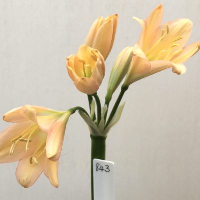 SH843 Pinky peach Clivia miniata with light green throat