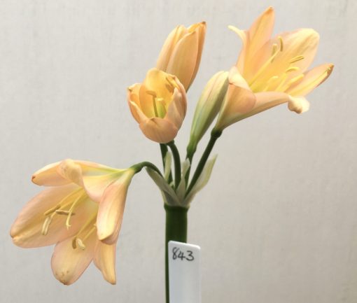 SH843 Pinky peach Clivia miniata with light green throat