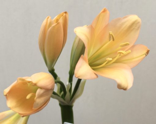 SH843 Pinky peach Clivia miniata with light green throat - Image 2