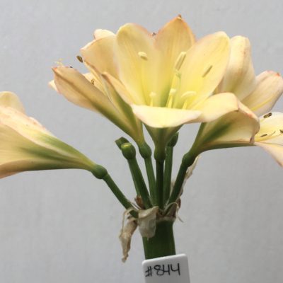SH844 Light peach Clivia miniata with anthocyanin leaching and medium green throat