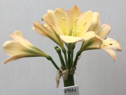 SH844 Light peach Clivia miniata with anthocyanin leaching and medium green throat