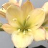 SH844 Light peach Clivia miniata with anthocyanin leaching and medium green throat - Image 2