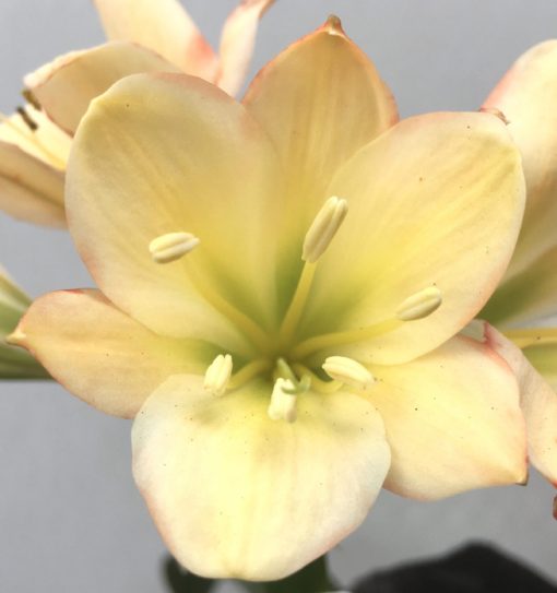 SH844 Light peach Clivia miniata with anthocyanin leaching and medium green throat - Image 2