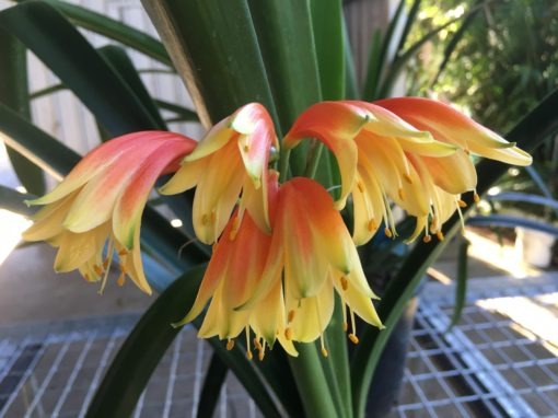 SH388 Nicks "Fiery Dancer" Superb interspecific with rich orange/red sepal base, rich yellow throat