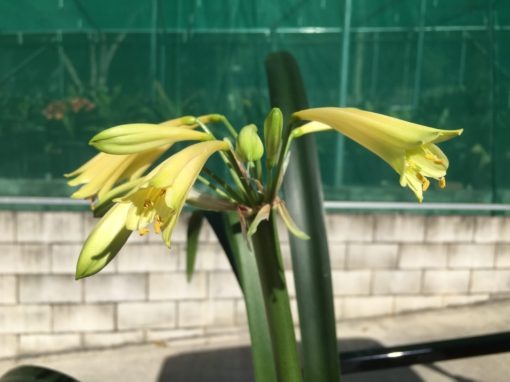 SH846 Yellow interspecific with tubular flowers and rich green tips - Image 2