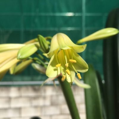 SH846 Yellow interspecific with tubular flowers and rich green tips