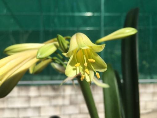 SH846 Yellow interspecific with tubular flowers and rich green tips