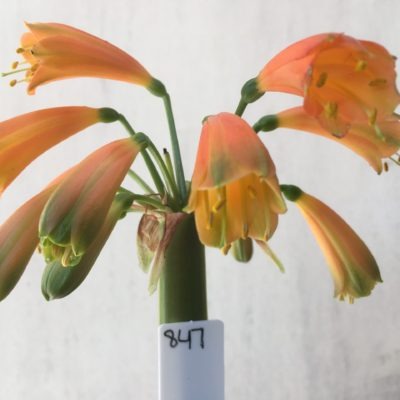SH847 Interspecific with dark orange with open throat and green sepal tips