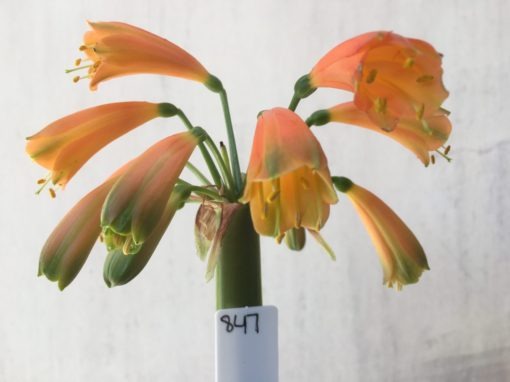 SH847 Interspecific with dark orange with open throat and green sepal tips