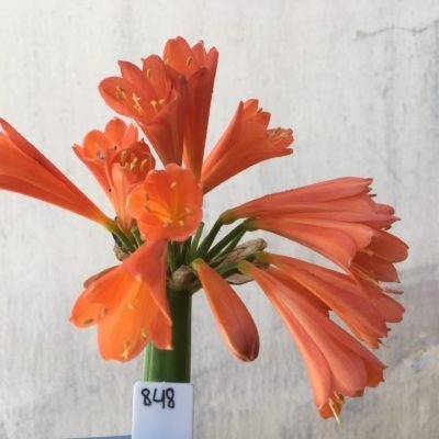 SH848 Interspecific Clivia with dark orange sepals