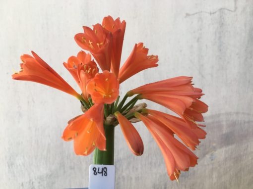 SH848 Interspecific Clivia with dark orange sepals