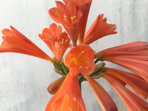 SH848 Interspecific Clivia with dark orange sepals - Image 2