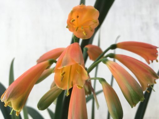 SH847 Interspecific with dark orange with open throat and green sepal tips - Image 2