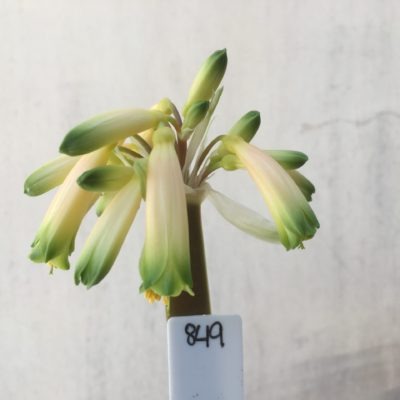 SH849 Clivia gardenii with pale yellow/near white sepals and dark green tips