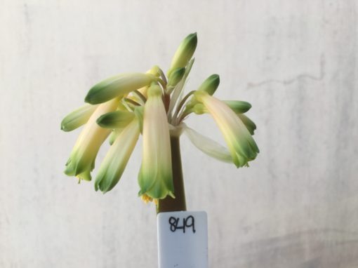 SH849 Clivia gardenii with pale yellow/near white sepals and dark green tips