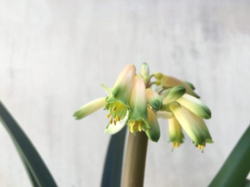 SH849 Clivia gardenii with pale yellow/near white sepals and dark green tips - Image 2