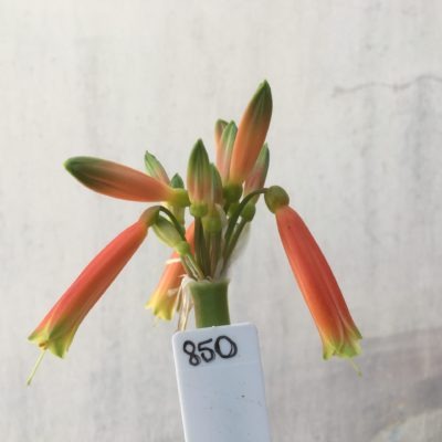 SH850 Interspecific Clivia with long tubular dark orange flowers and green tips