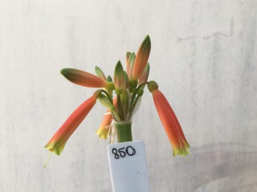 SH850 Interspecific Clivia with long tubular dark orange flowers and green tips
