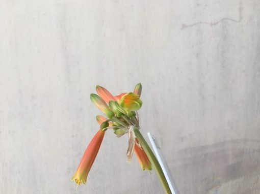 SH850 Interspecific Clivia with long tubular dark orange flowers and green tips - Image 2