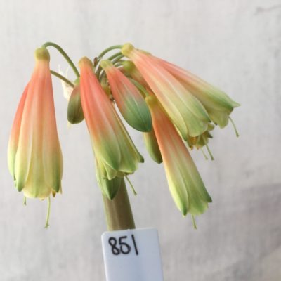 SH851 Clivia Interspecific having light orange sepals fading to yellow and showing light green tips