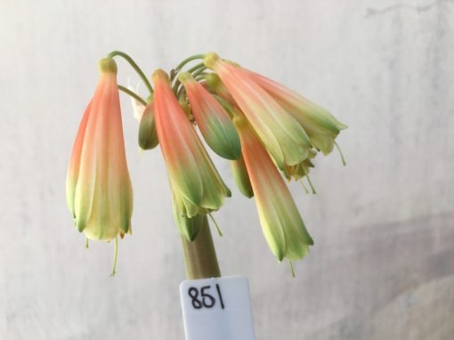 SH851 Clivia Interspecific having light orange sepals fading to yellow and showing light green tips