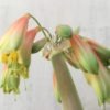SH851 Clivia Interspecific having light orange sepals fading to yellow and showing light green tips - Image 2