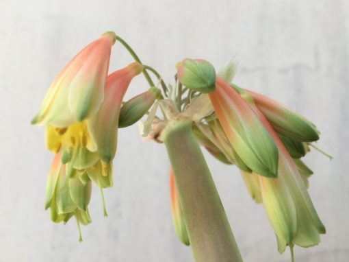 SH851 Clivia Interspecific having light orange sepals fading to yellow and showing light green tips - Image 2