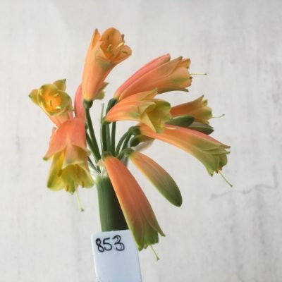 SH853 Clivia interspecific with dark orange sepals and dark green tips