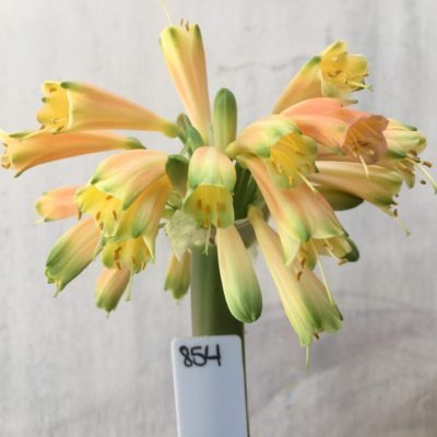 SH854 Clivia Interspecific having numerous cream sepals which fade to light orange and partially green tips