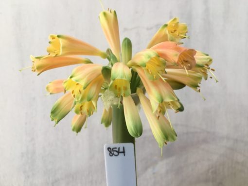 SH854 Clivia Interspecific having numerous cream sepals which fade to light orange and partially green tips