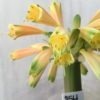 SH854 Clivia Interspecific having numerous cream sepals which fade to light orange and partially green tips - Image 2