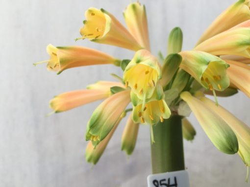 SH854 Clivia Interspecific having numerous cream sepals which fade to light orange and partially green tips - Image 2