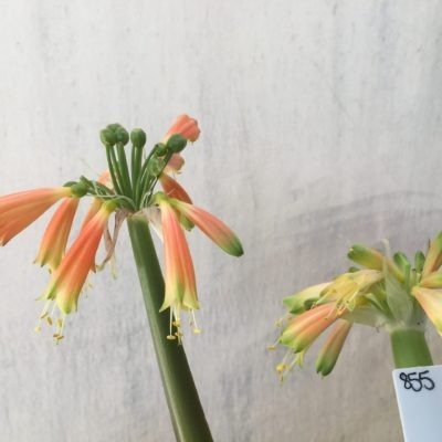 SH855 Clivia Interspecific with two umbels showing different colouring due separate age