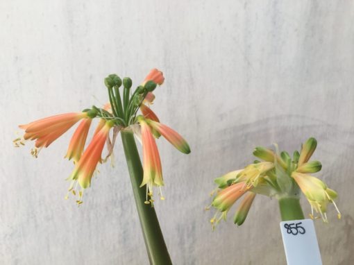 SH855 Clivia Interspecific with two umbels showing different colouring due separate age
