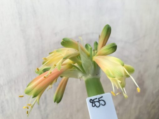 SH855 Clivia Interspecific with two umbels showing different colouring due separate age - Image 2