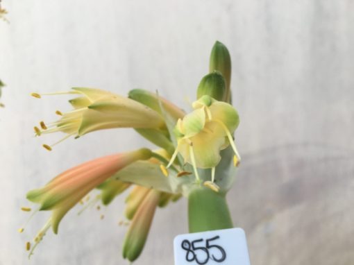 SH855 Clivia Interspecific with two umbels showing different colouring due separate age - Image 3