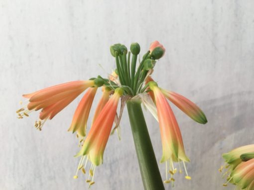 SH855 Clivia Interspecific with two umbels showing different colouring due separate age - Image 4