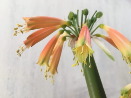 SH855 Clivia Interspecific with two umbels showing different colouring due separate age - Image 5