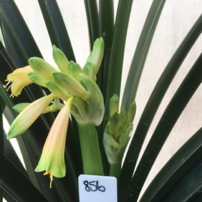 SH856 Clivia Interspecific with cream sepals fading to orange and showing light green tips