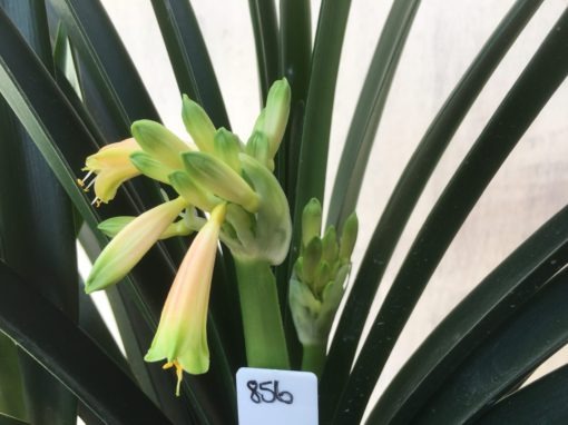 SH856 Clivia Interspecific with cream sepals fading to orange and showing light green tips