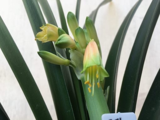 SH856 Clivia Interspecific with cream sepals fading to orange and showing light green tips - Image 2