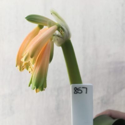 SH857 Clivia Interspecific with peachy pink sepals and green tips