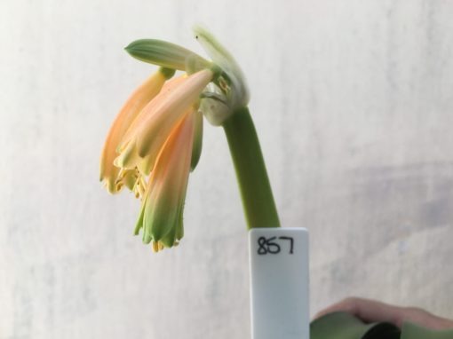 SH857 Clivia Interspecific with peachy pink sepals and green tips