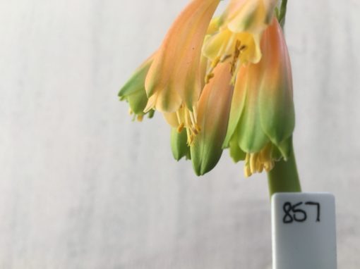 SH857 Clivia Interspecific with peachy pink sepals and green tips - Image 2