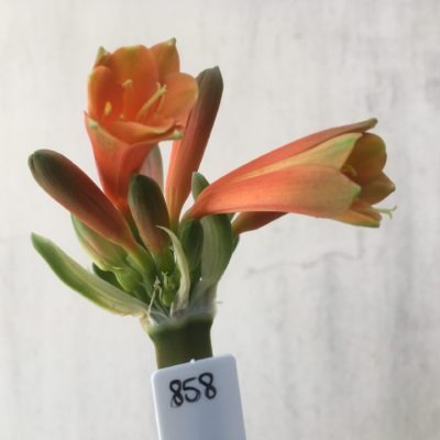 SH858 Clivia Interspecific with dark burnt orange sepals, orange throat and sepals ending with dark burnt green tips